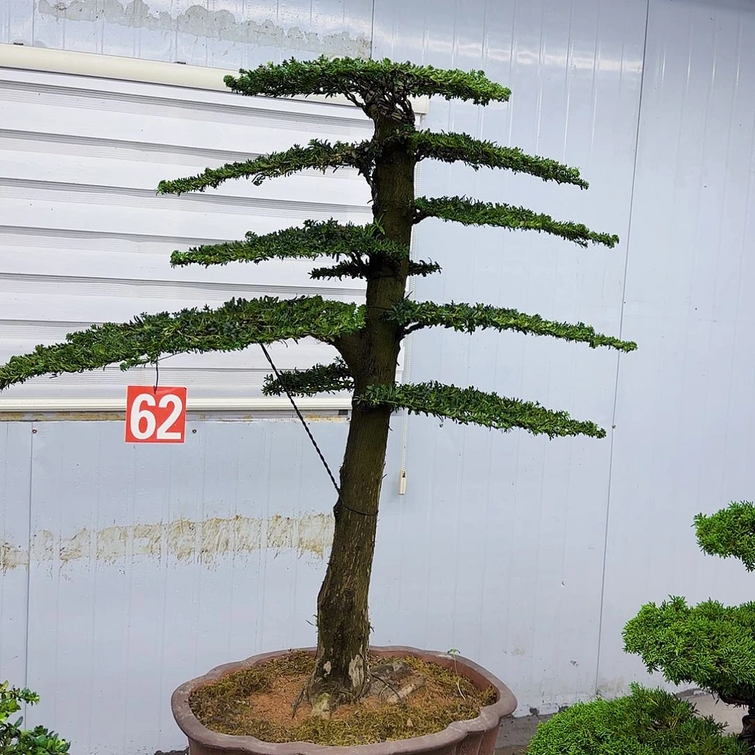 无花朵盆景直播间一物一拍