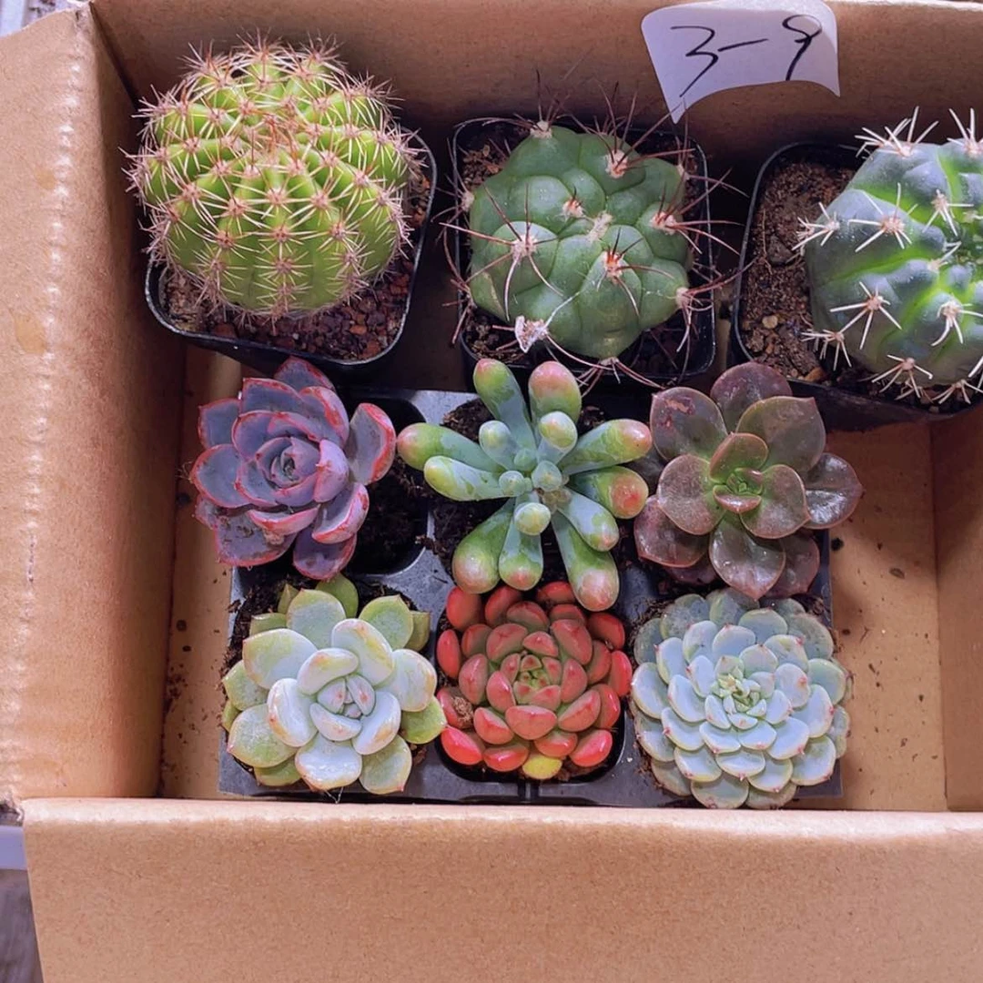 【闪购商品】3颗-9号约4厘米