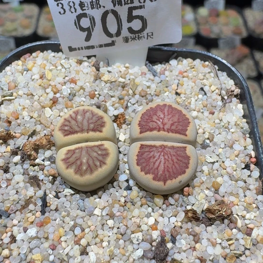 Ssss精品生石花905