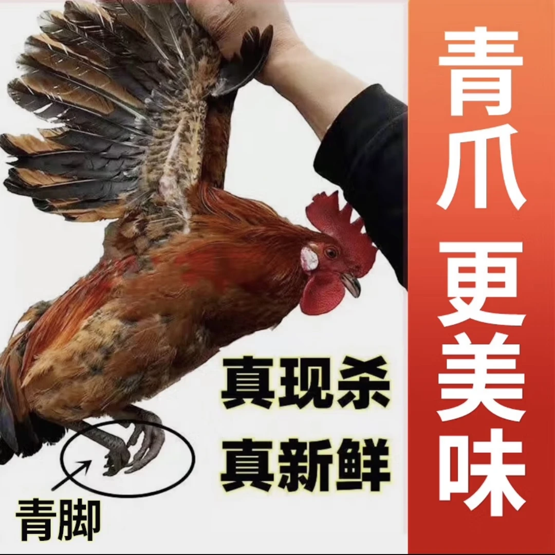 【买一送一】山东沂蒙山区黑脚大公鸡，雪山黑公两只净重6斤以上