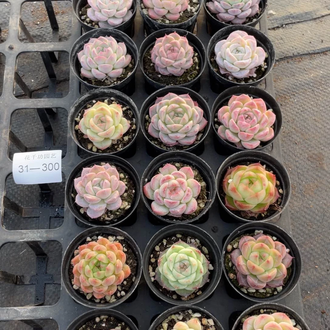 一物一拍18棵31-300