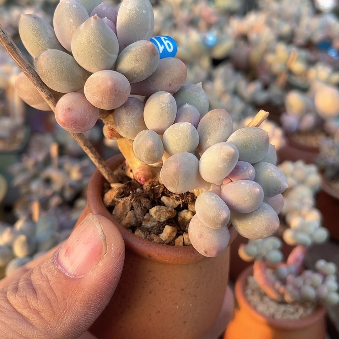 溜溜球 脱土发货 4口盆