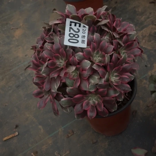 280浣纱法师不包断枝