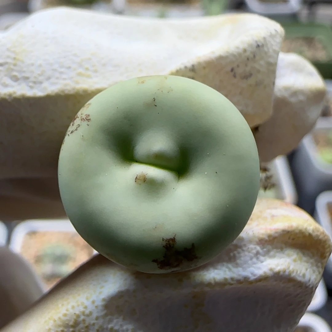 7-4-6-1当天满38包邮大嘟嘟嘴1.6脱土