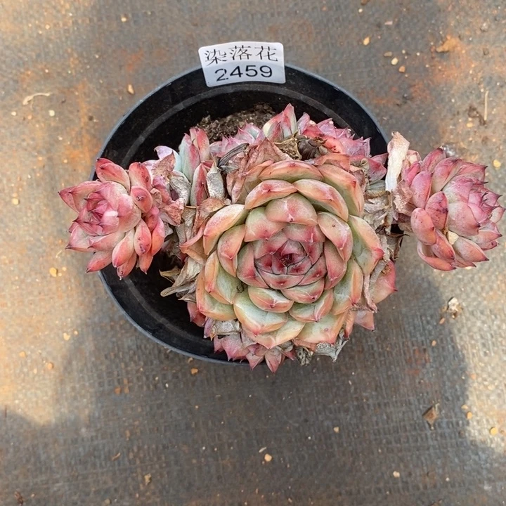 末*精品多肉植物2459
