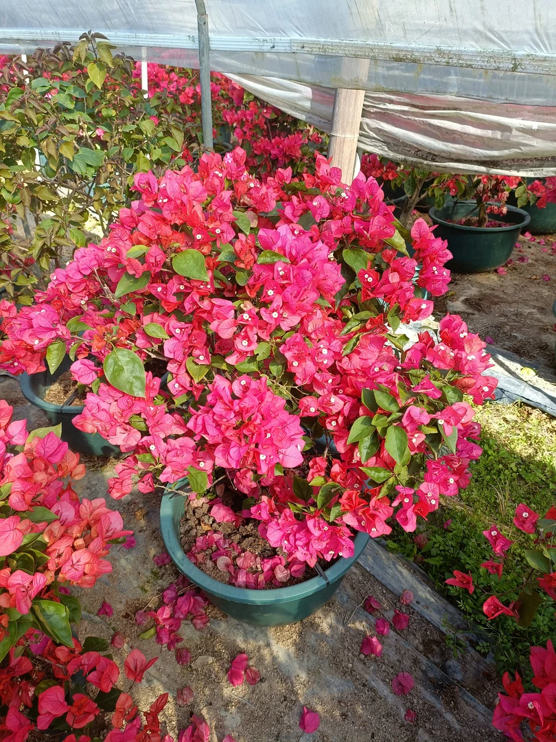 彩色三角梅一物一拍