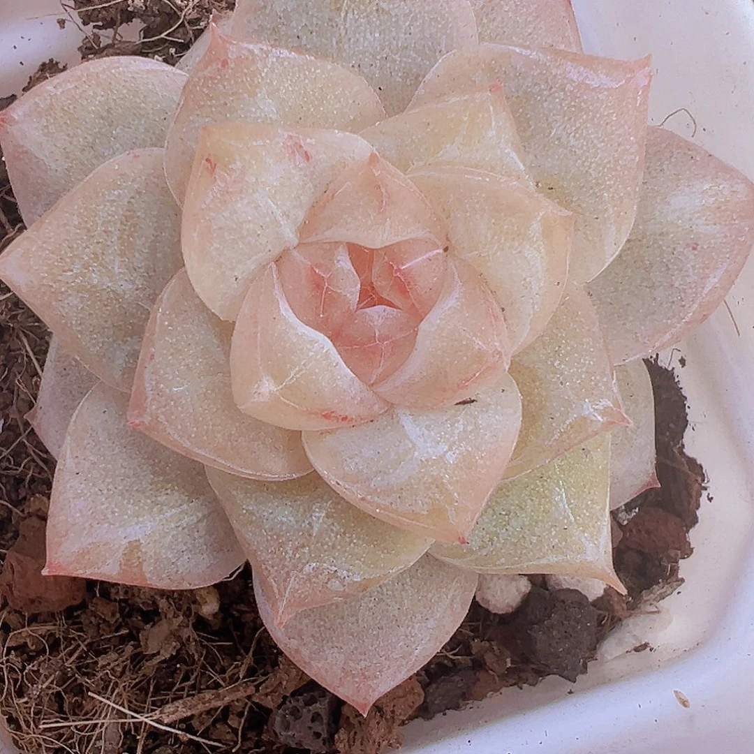 新冰钻19包邮多肉