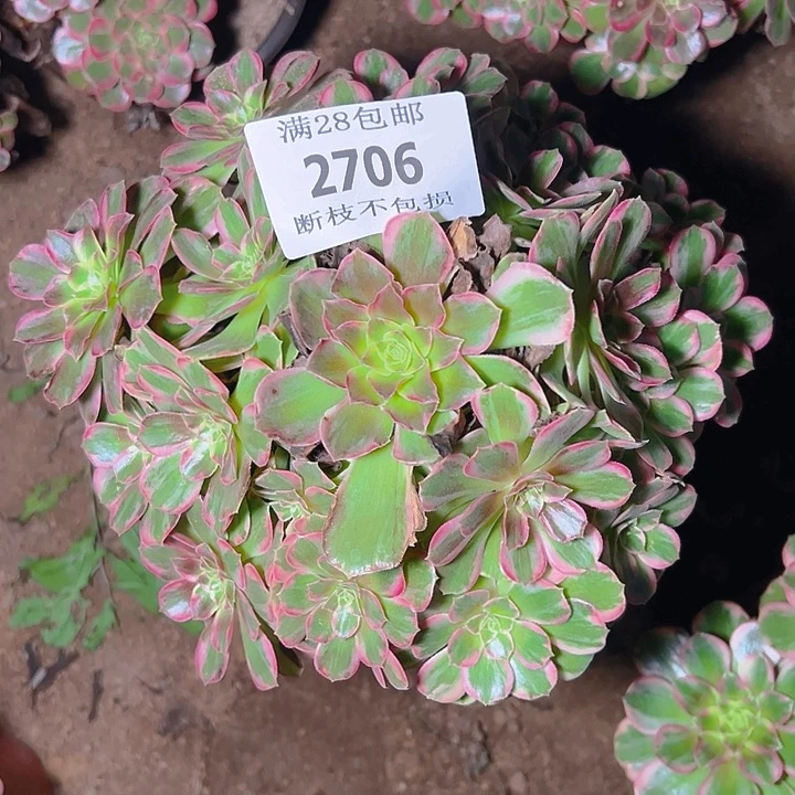 2706安娜多肉植物保护