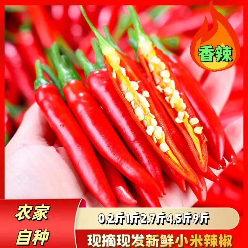 新鲜小米辣椒现摘特辣朝天椒小辣椒批发薄皮小米辣椒特辣0.2斤起