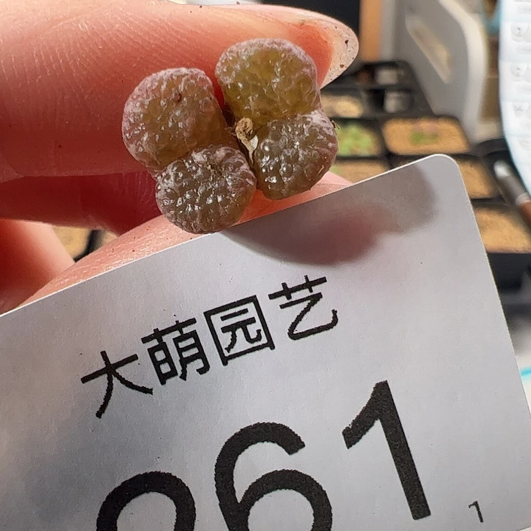 0000261 一物一拍。