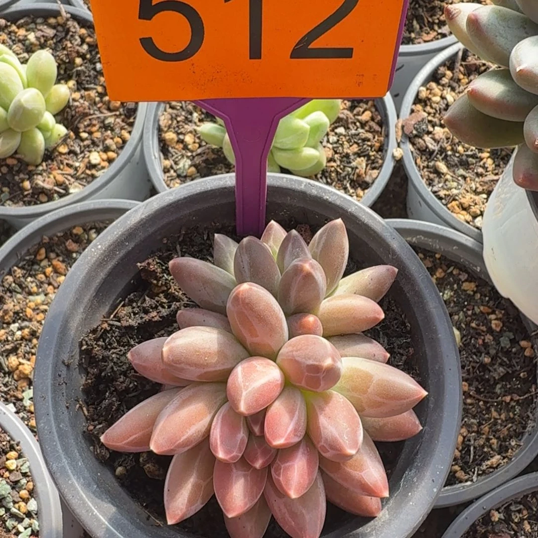 伊卡鲁斯一物一拍512