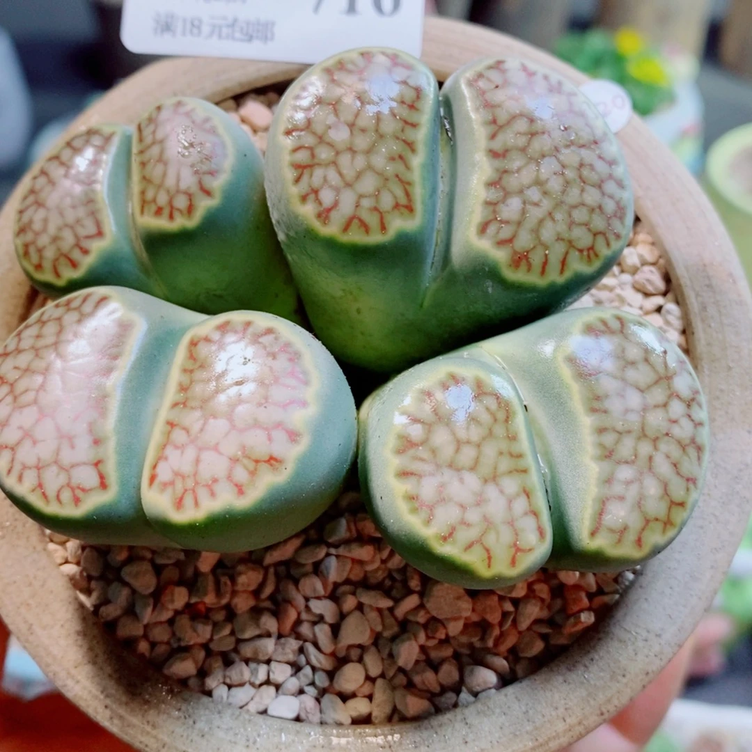 二****生石花花花花花716