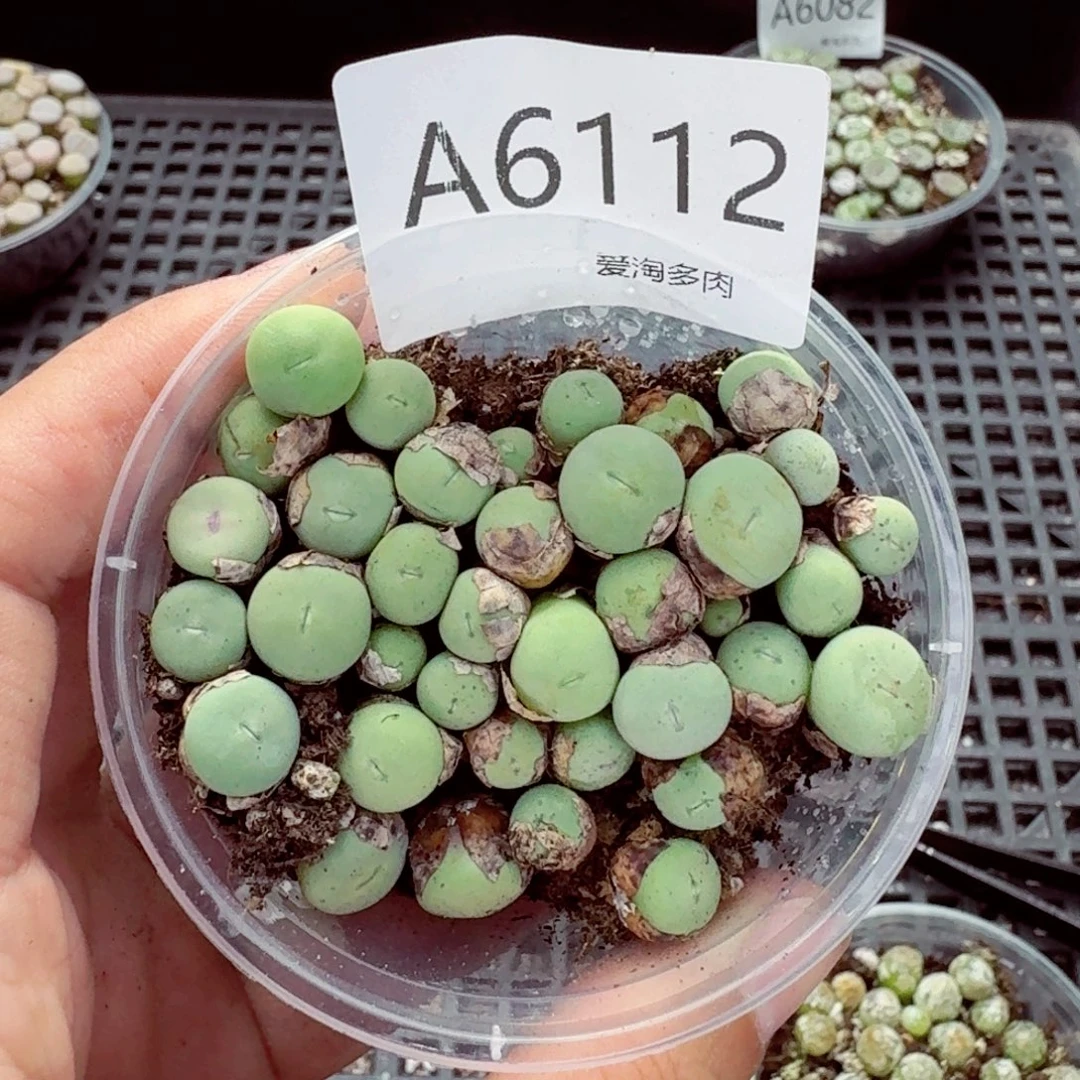 6112—生石花 生石花