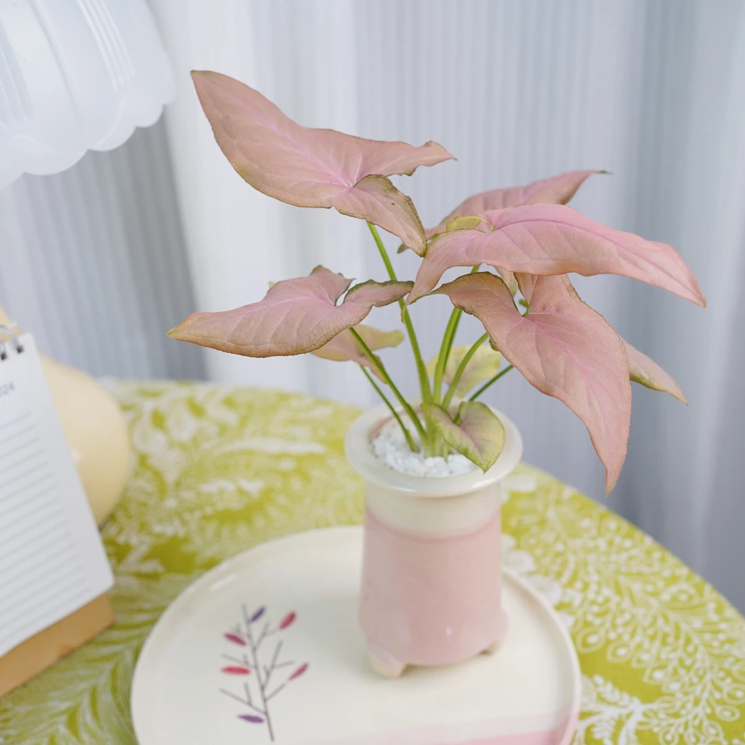 粉贵人小众粉色合果芋盆栽粉陶瓷盆室内桌面绿植好养活可净化空气