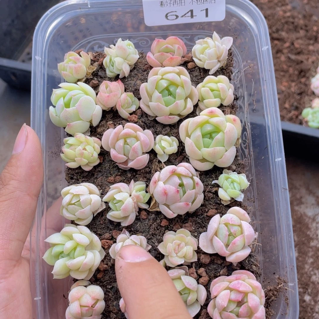 云糖心多肉植物641