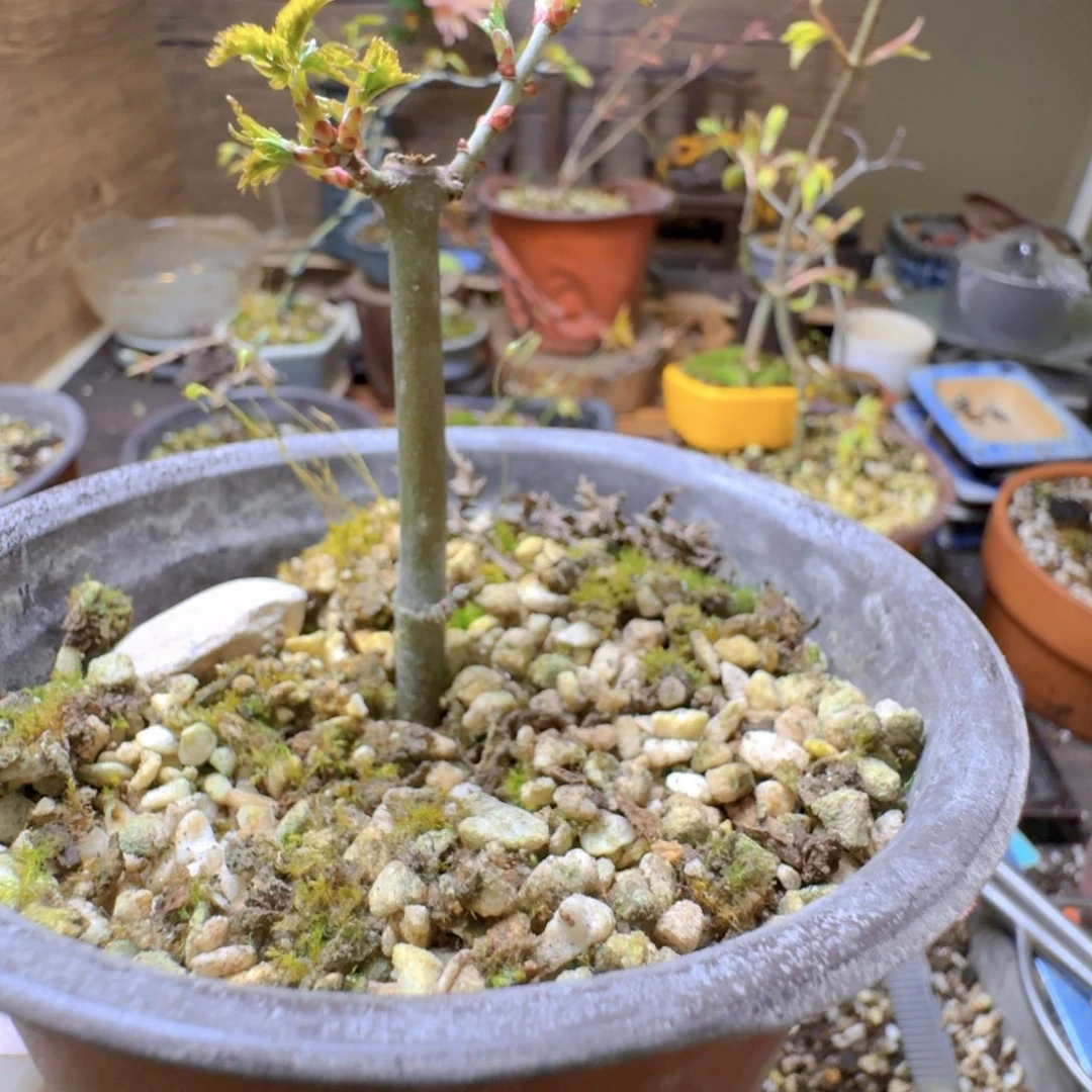 日本原生枫树扦插苗狮子头