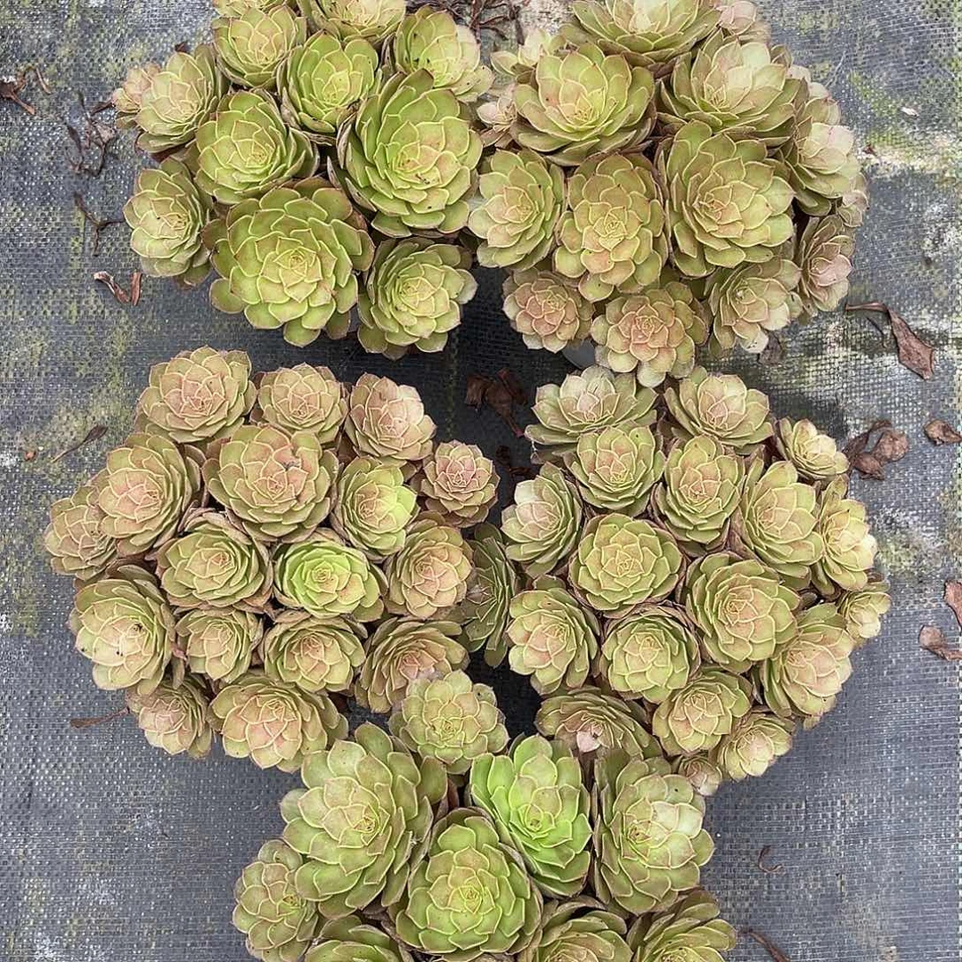 桃花石法师多肉植物漂亮