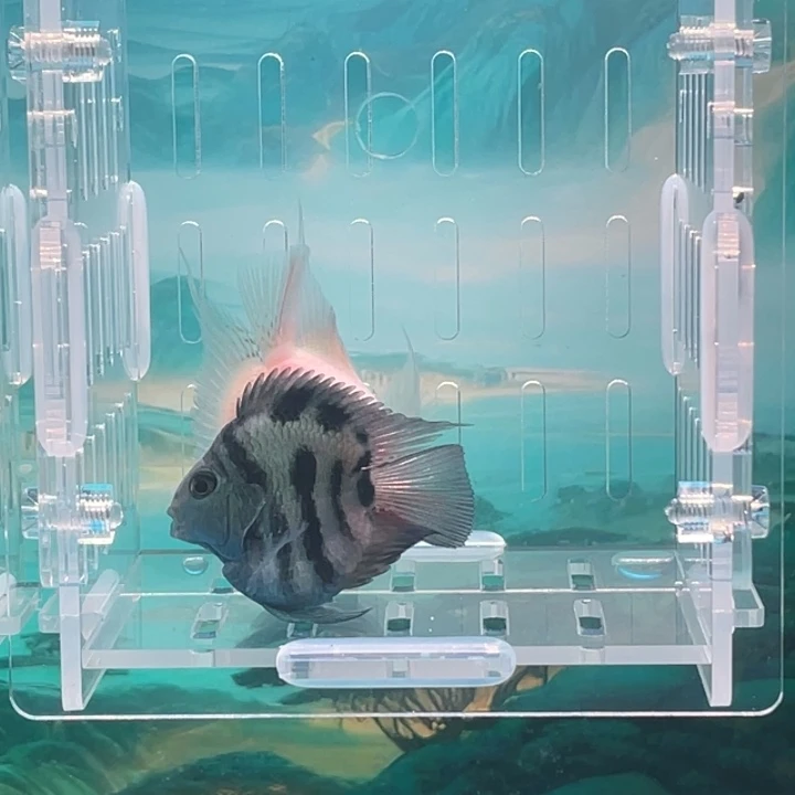 吃****鹦鹉鱼两条公鱼87号单