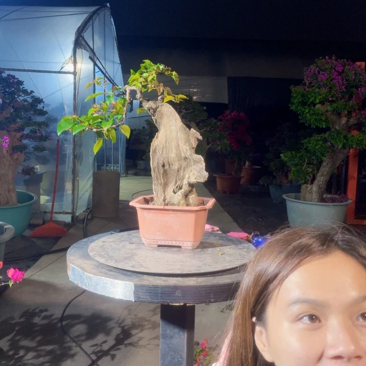 .***青无花朵同安红三角梅