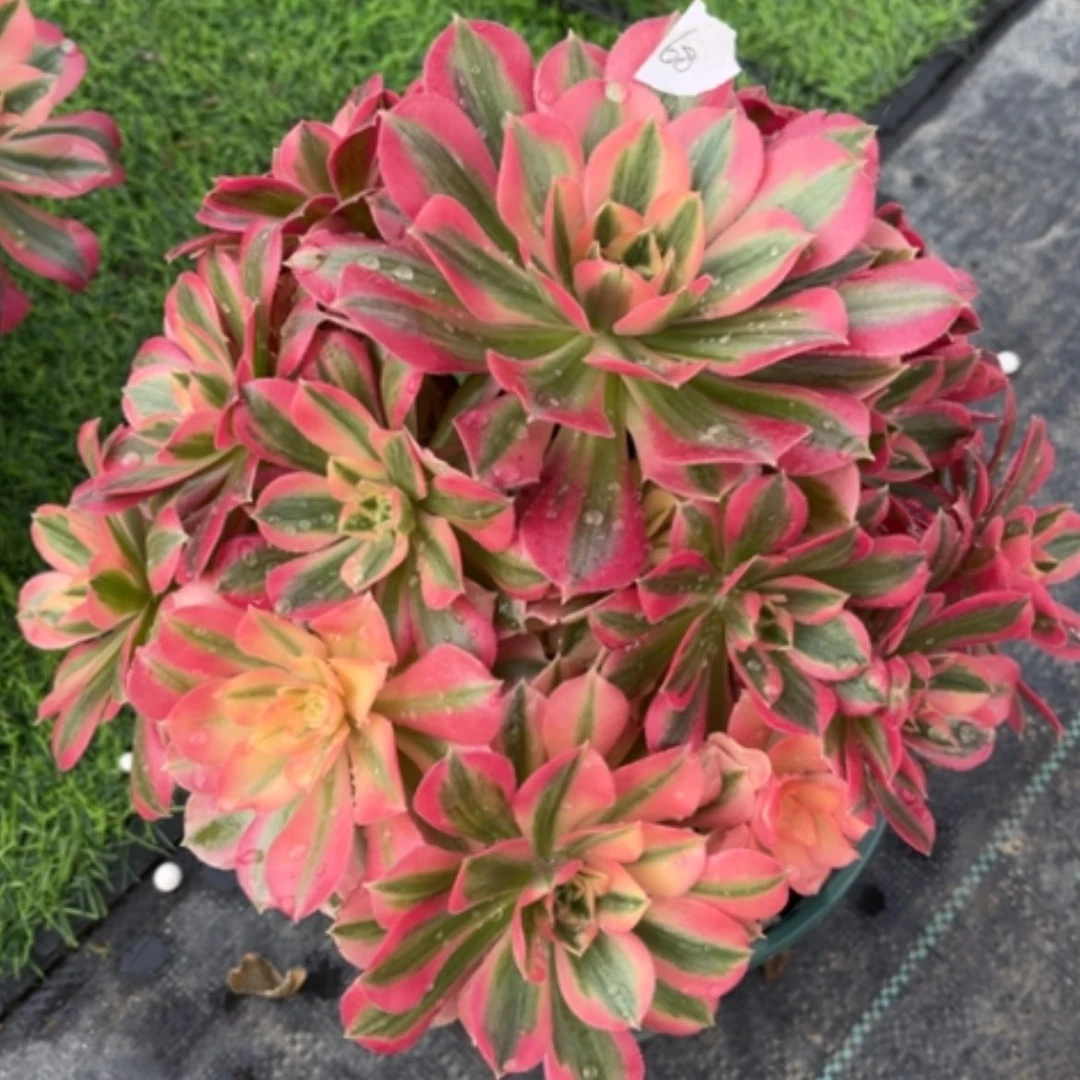 【闪购商品】68粉女巫多肉法师