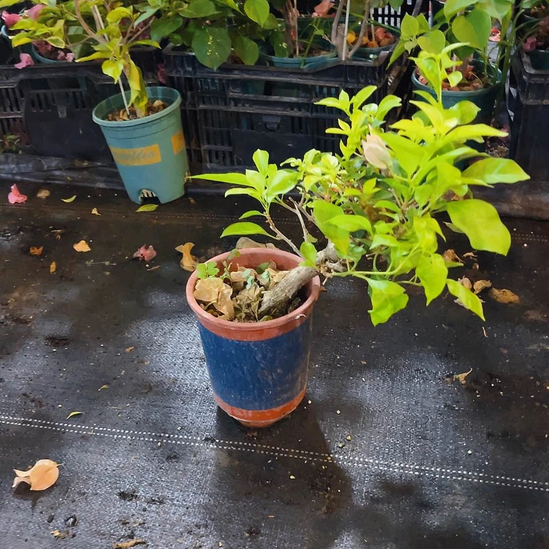 当前无花栽培后可以开花祝***好金夫人B63