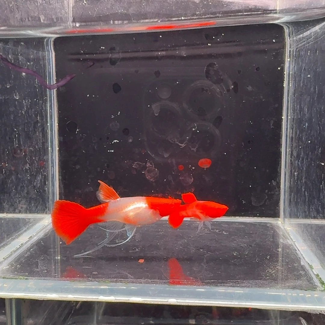 孔雀鱼鸿运当头缎带1对