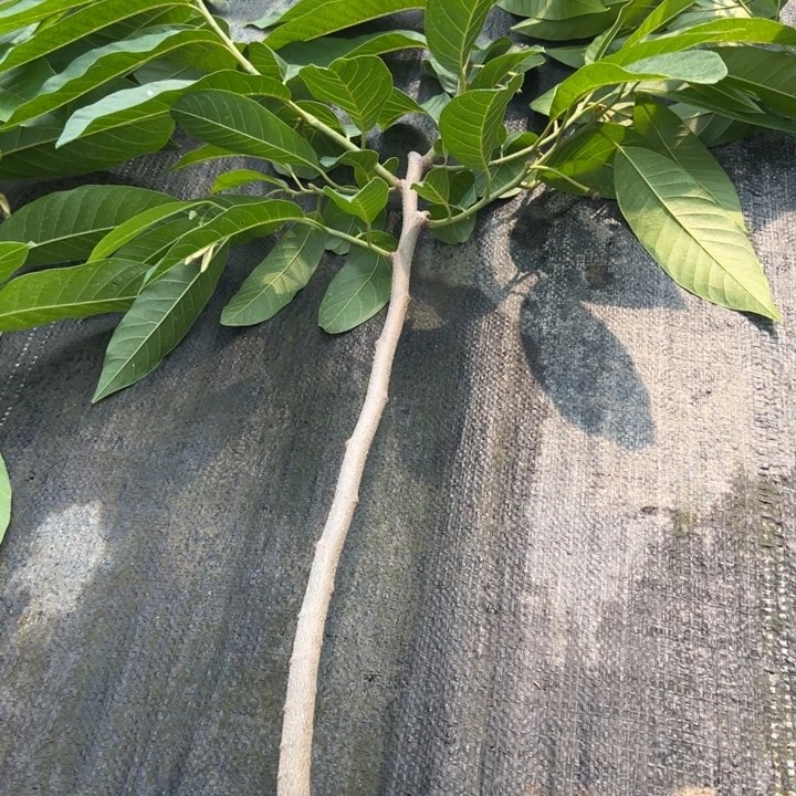 教***授天使24678999999245688999