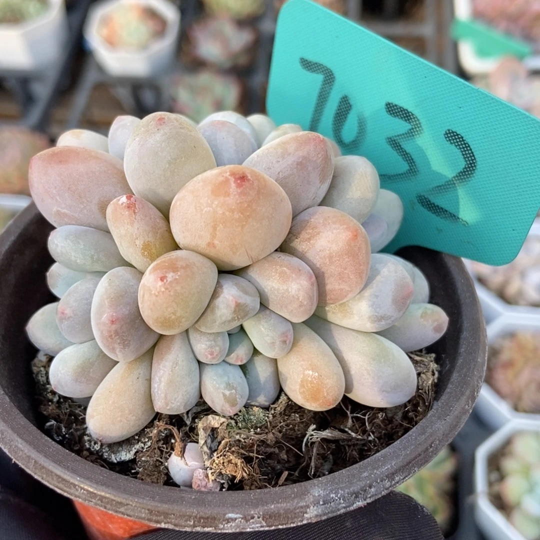 7032香水多肉植物保护