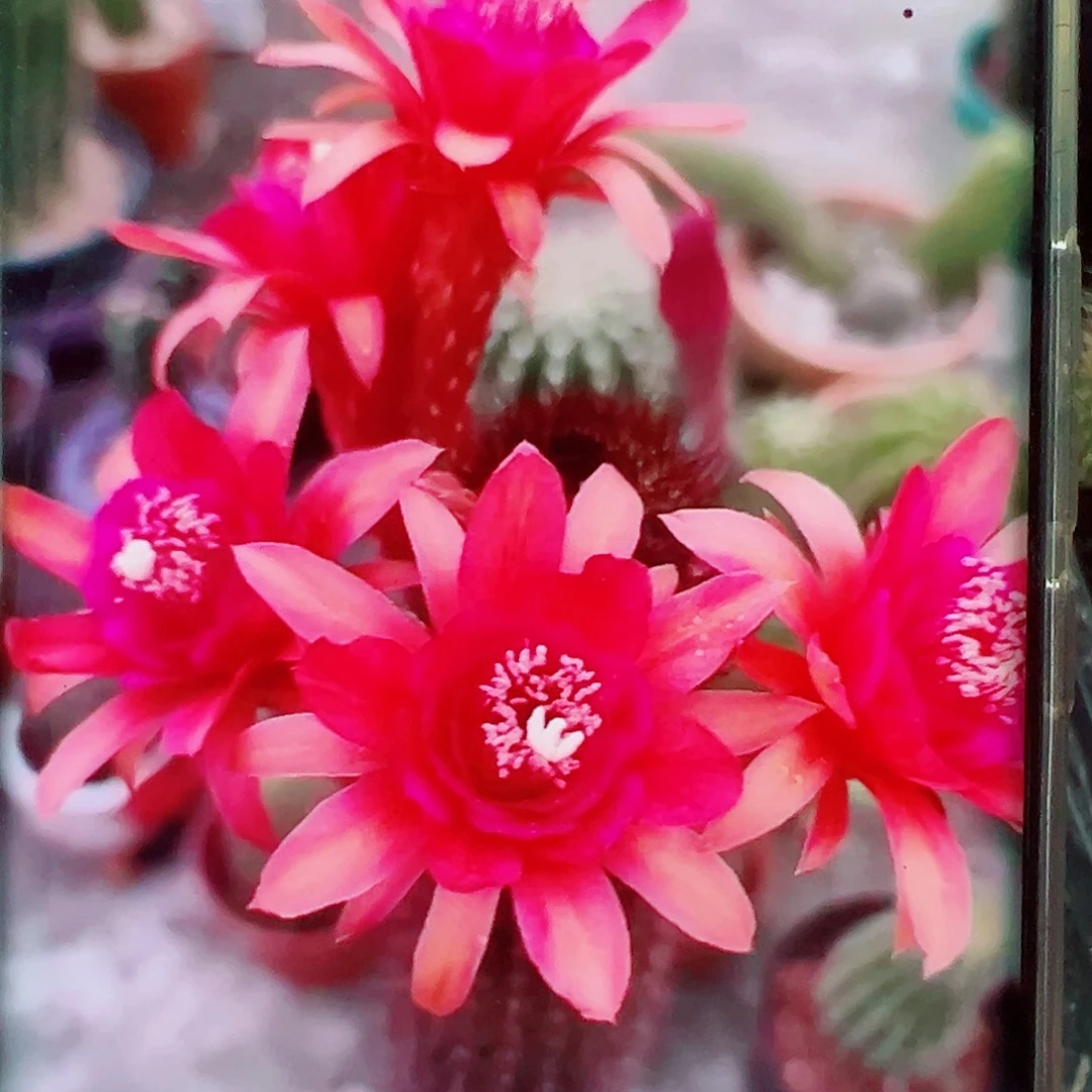金妞摩尔紫色侧芽 20 包邮