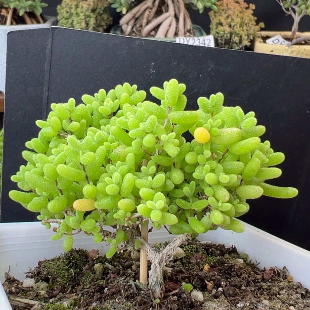 【闪购商品】dy2432蜜橘糖球冠幅6cm