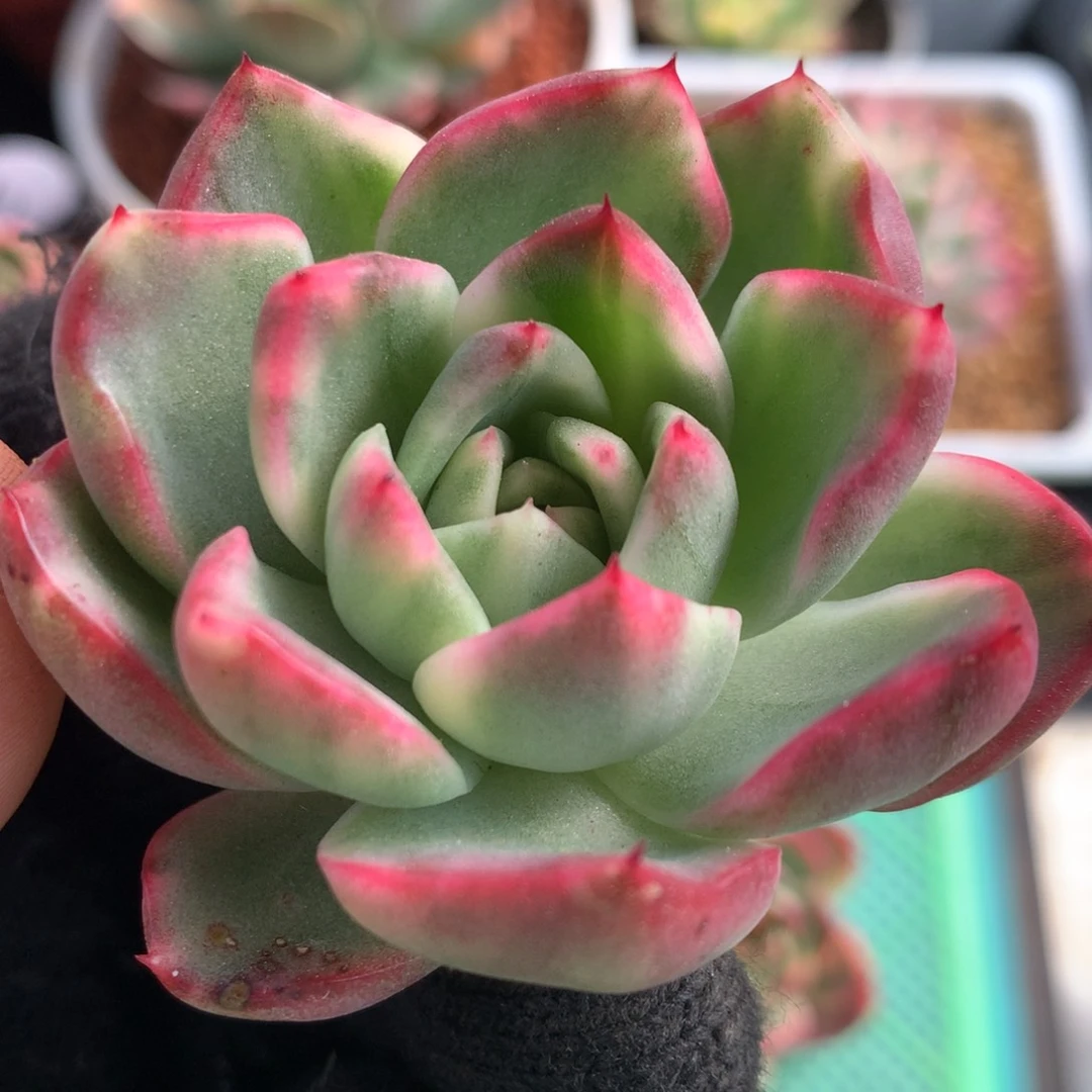 红鸾头盖l j j j j j j