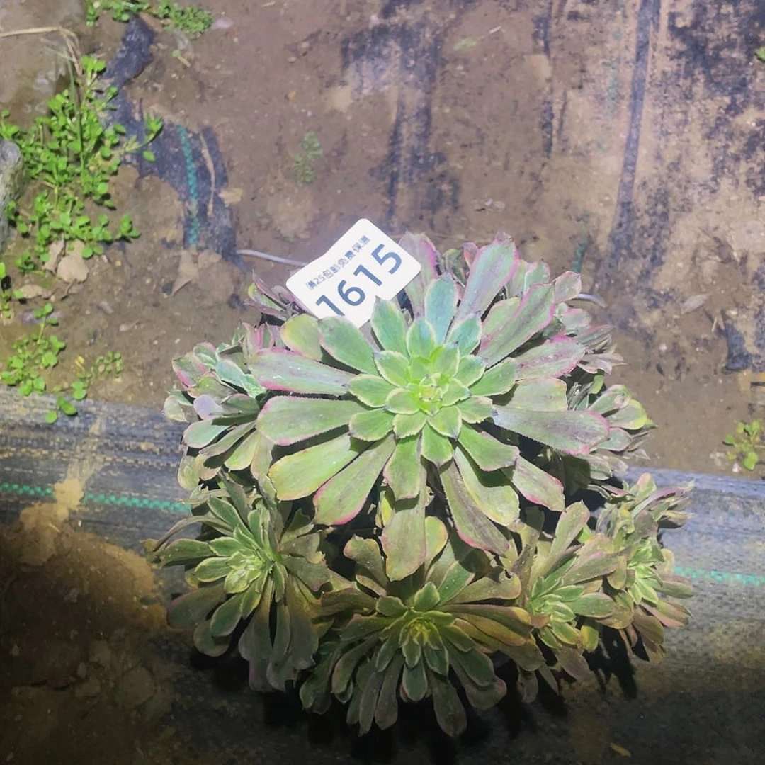 1615粉黛多肉植物
