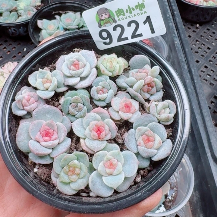 多肉植物多肉植物