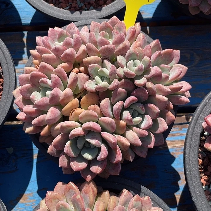 花斑鹿多肉植物群生51