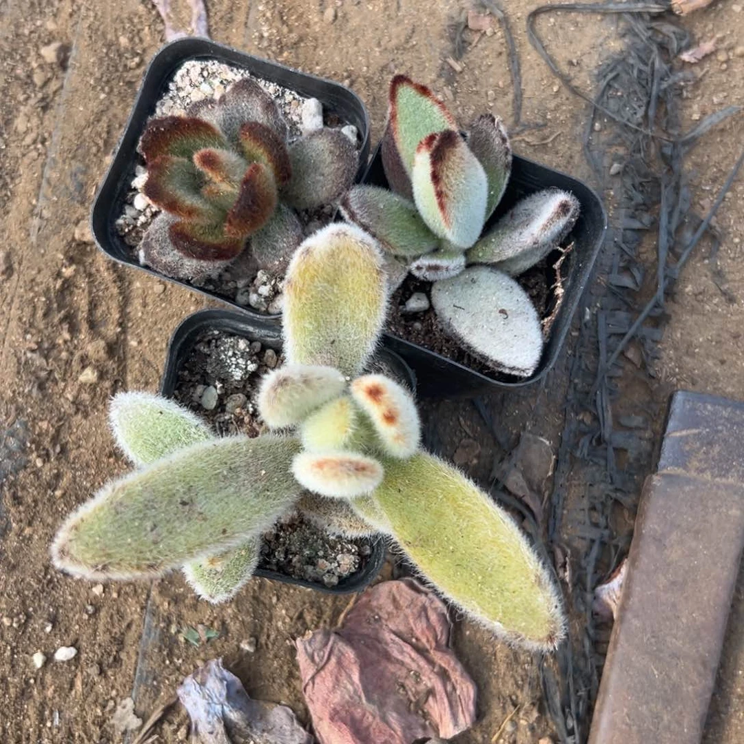 揭*花多肉植物多肉植物