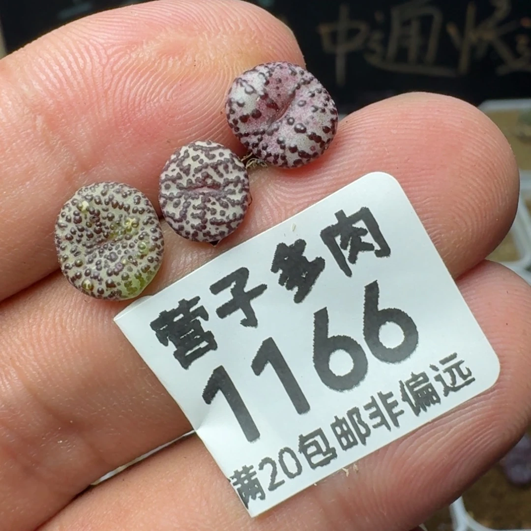 福利cr1306.