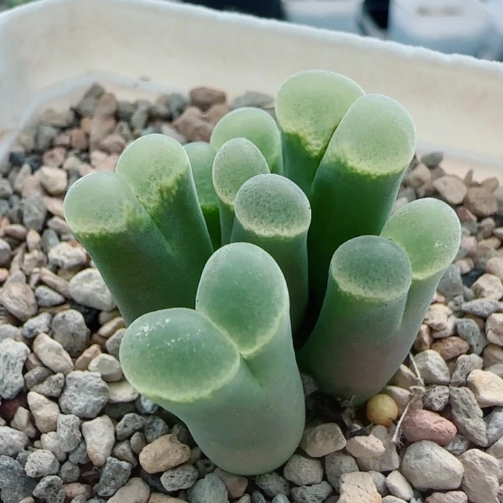 多肉植物双节清货55号