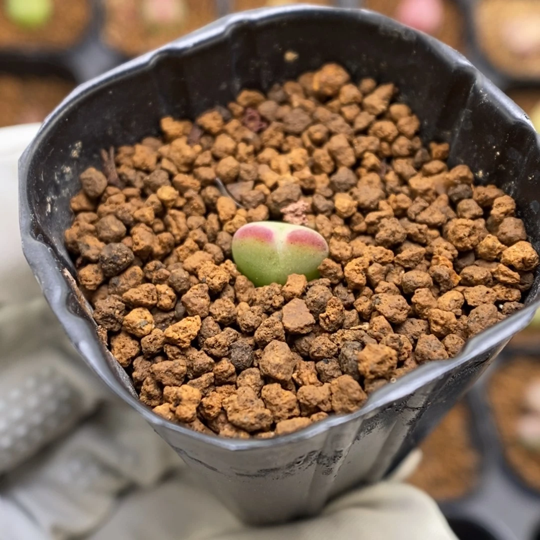 多肉植物肉锥杂交K-3790