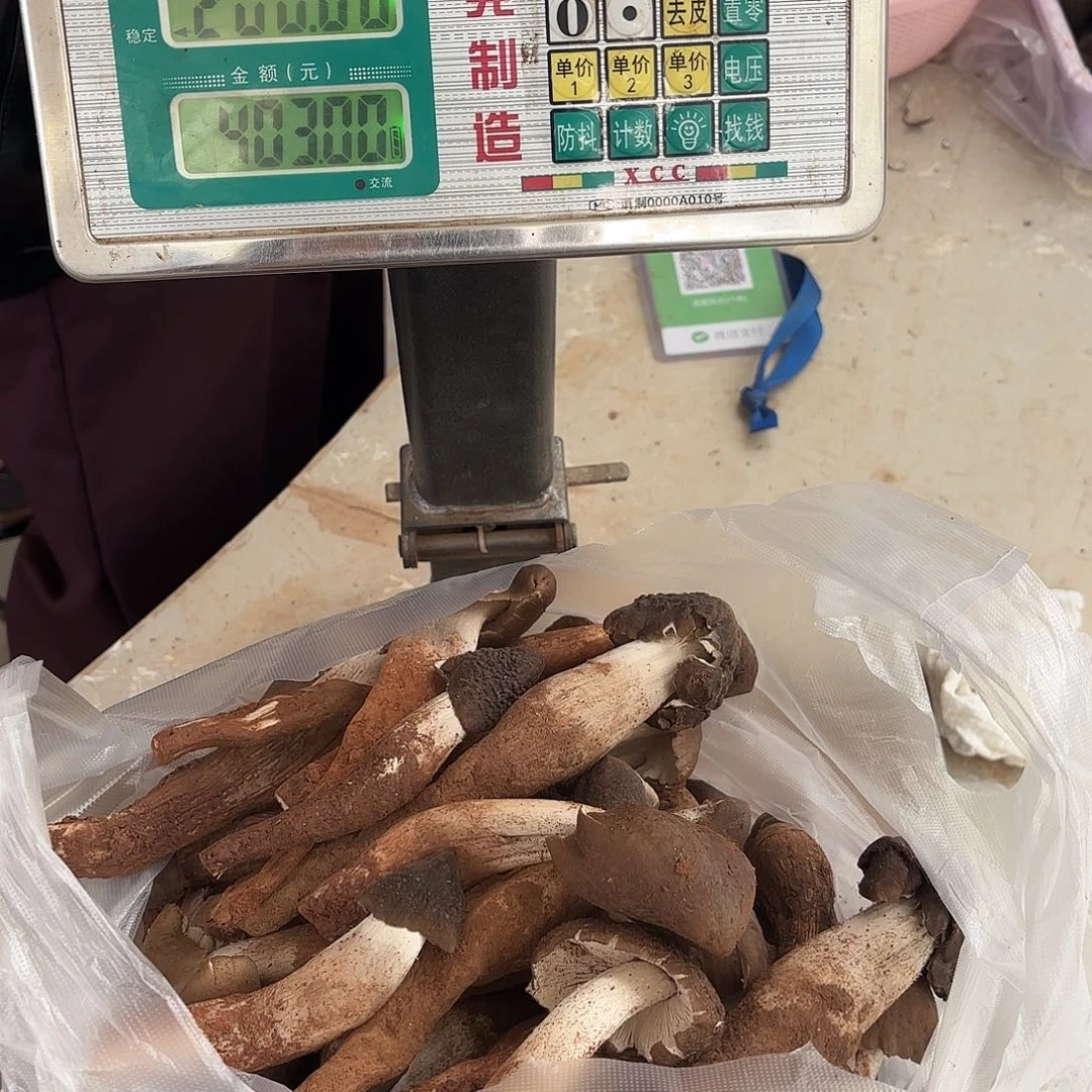 用***0云南小表妹野生菌代购中国大陆