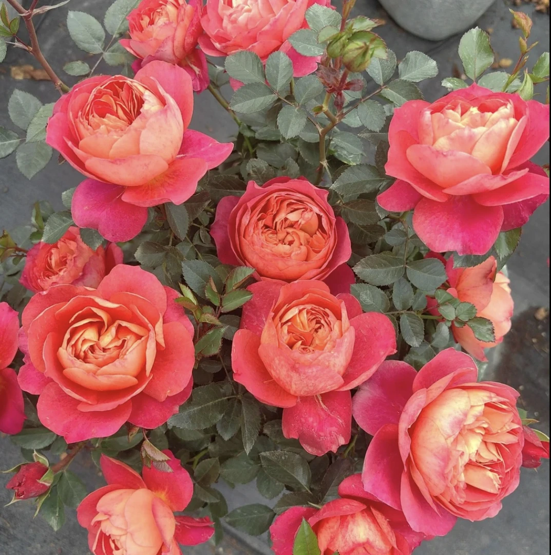 【果汁美人】新品大花浓香新手好养易活多季节开花