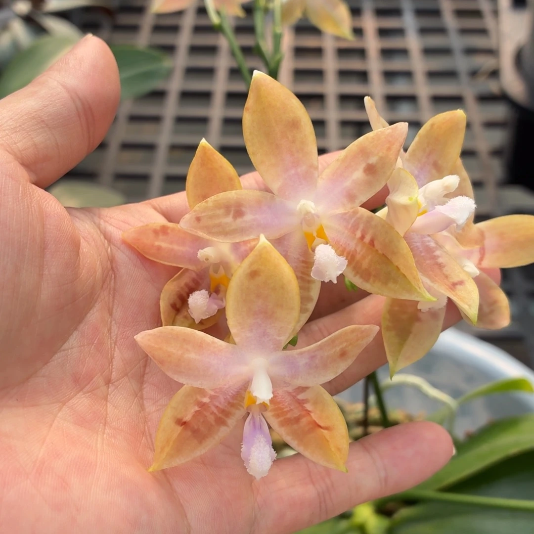 当前无花朵，栽培后可花朵A121八寸杯四花剑盈收三号