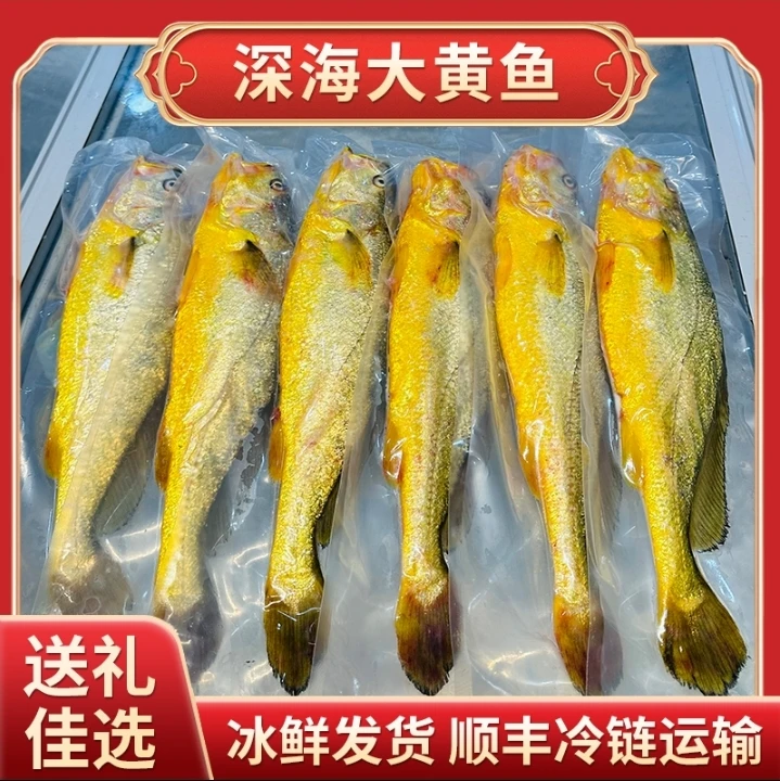 【顺丰直达】产地直发 高品质宁德深海大黄鱼 新鲜捕捞 现捕现发