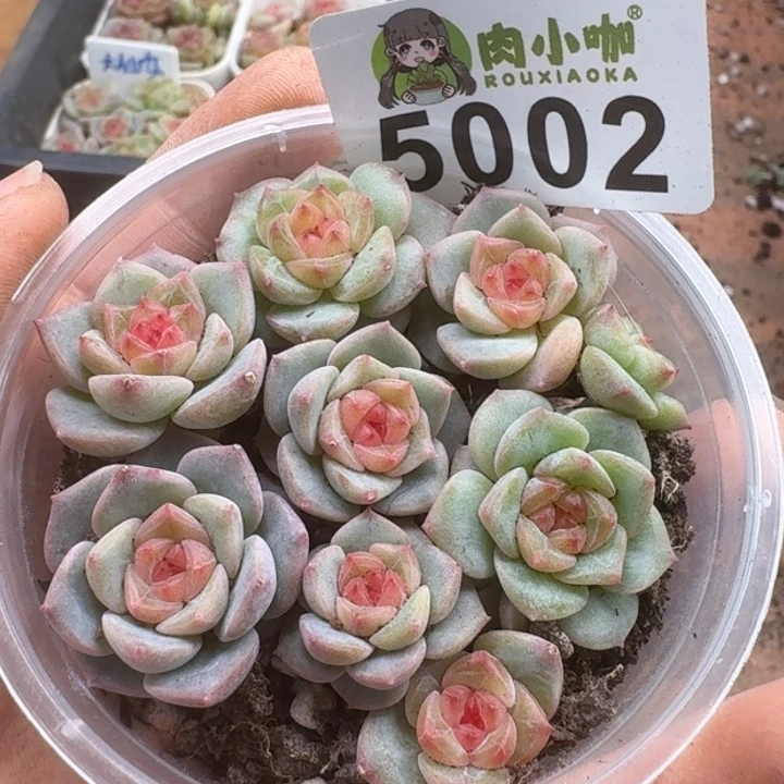 多肉植物多肉植物