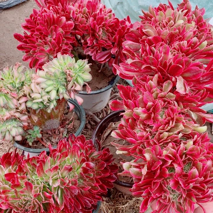 多肉植物组合406