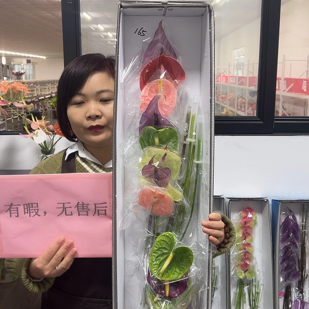 完全开放混色-16枝装无售后款165