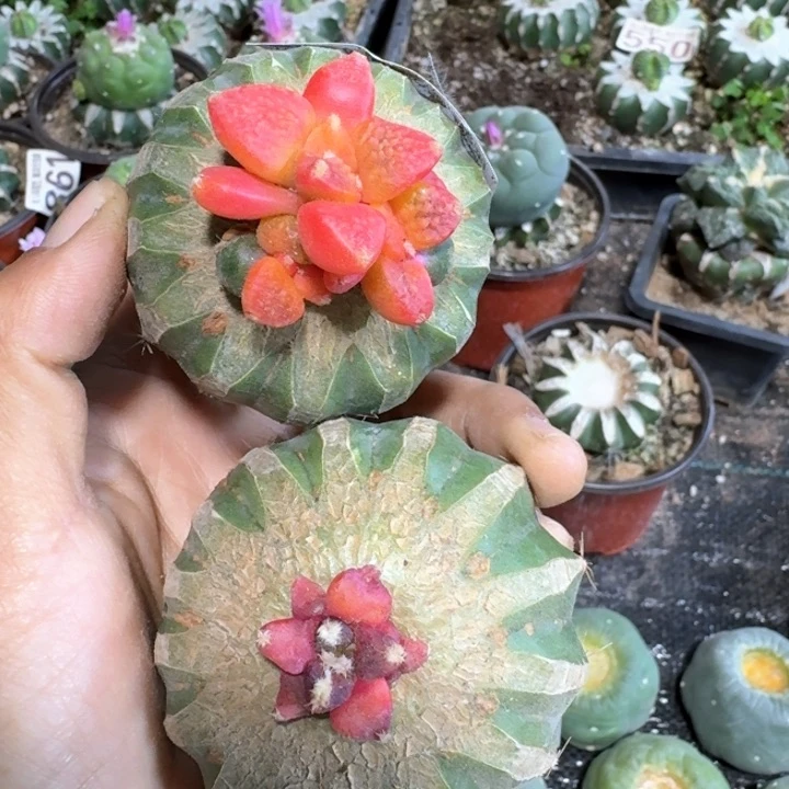 老*爷948 219两个牡丹锦仙人球