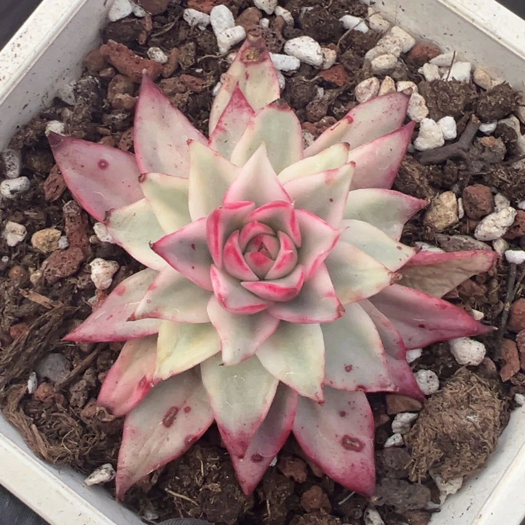 吉赛尔锦，覆轮锦底层叶子有伤