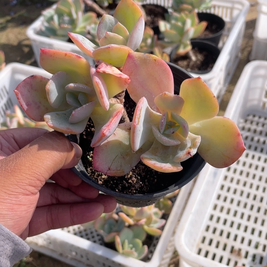 晓***兰2610  白凤  六月六