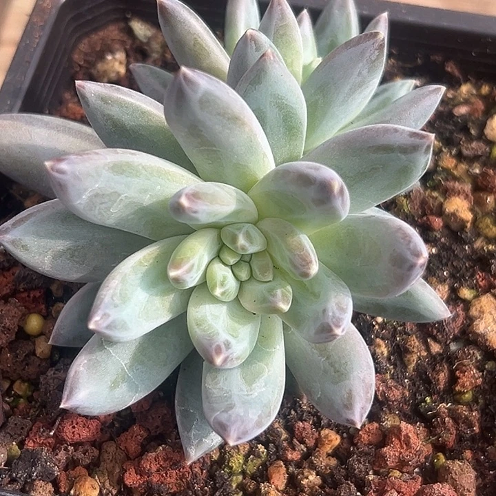 美人群特价一物一拍