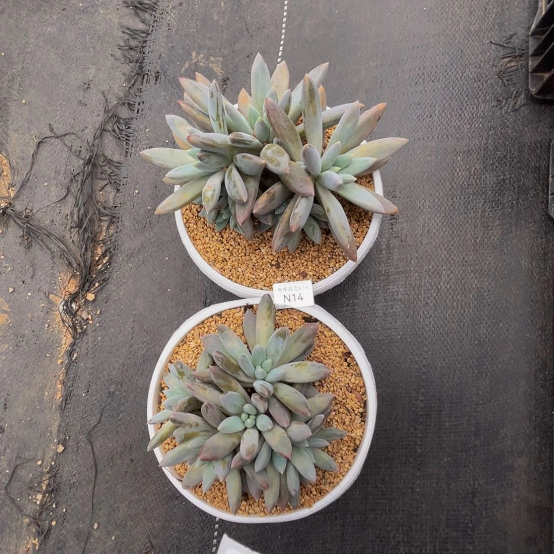 娟****n14哥特萝莉群生无砍